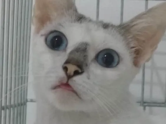 Gato raça Srd idade 1 ano nome Catarina