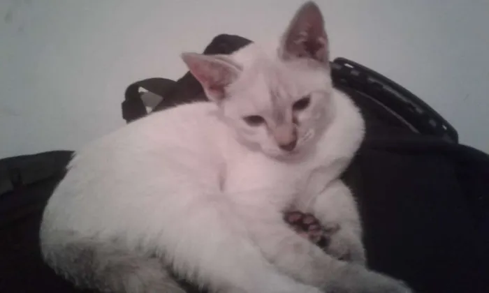 Gato ra a SDR idade 2 a 6 meses nome Nenes