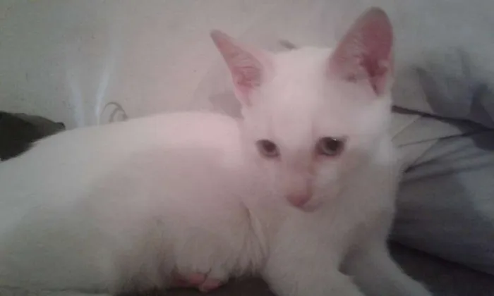 Gato ra a SDR idade 2 a 6 meses nome Nenes