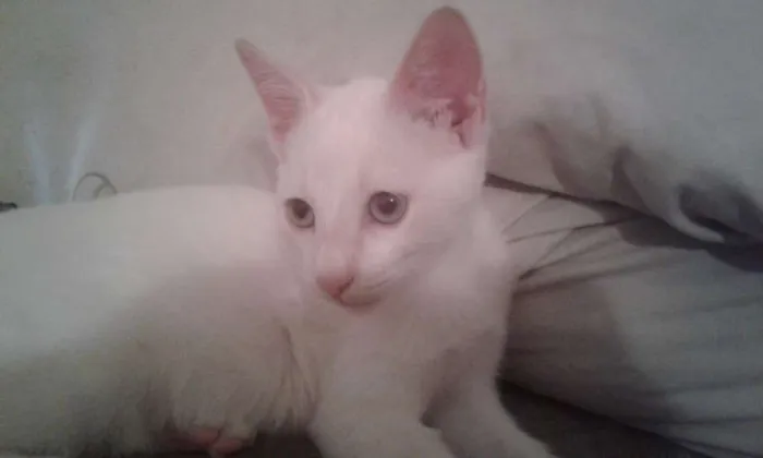 Gato ra a SDR idade 2 a 6 meses nome Nenes
