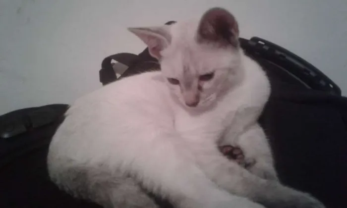 Gato ra a SDR idade 2 a 6 meses nome Nenes