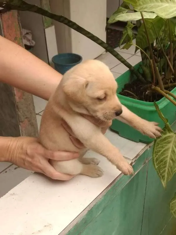 Cachorro raça Viralata idade Abaixo de 2 meses nome Super FOFA