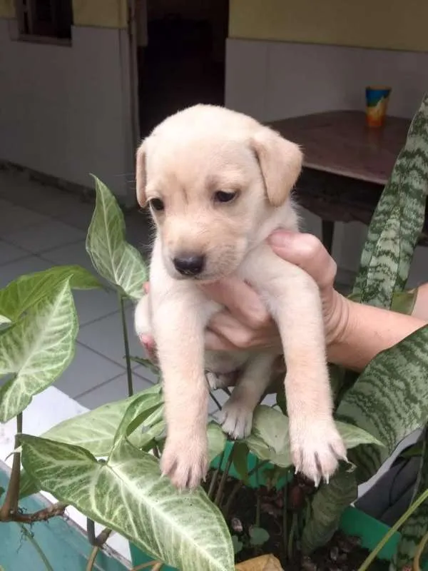 Cachorro raça Viralata idade Abaixo de 2 meses nome Super FOFA