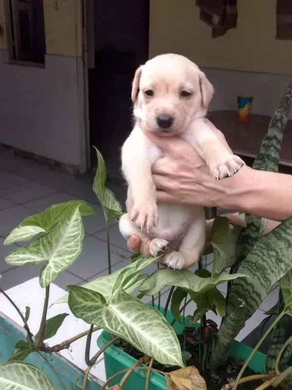 Cachorro raça Viralata idade Abaixo de 2 meses nome Super FOFA
