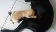 Super FOFA