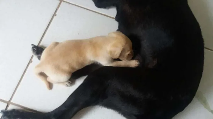 Cachorro raça Viralata idade Abaixo de 2 meses nome Super FOFA