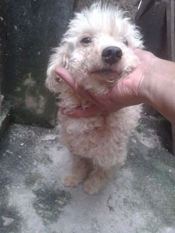 Cachorro raça POODLE idade 6 ou mais anos nome LILICA