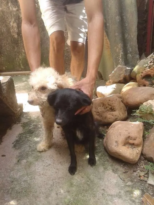 Cachorro raça POODLE idade 6 ou mais anos nome LILICA