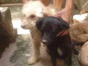 Cachorro raça POODLE idade 6 ou mais anos nome LILICA