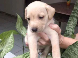Cachorro raça Viralata idade Abaixo de 2 meses nome Super FOFA