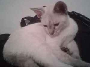 Gato raça SDR idade 2 a 6 meses nome Nenes