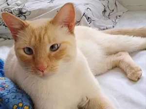 Gato raça Siames red point  idade 1 ano nome Pepe siames fofo 