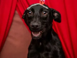 Cachorro raça Srd  idade 7 a 11 meses nome Bobby lindo bebê 