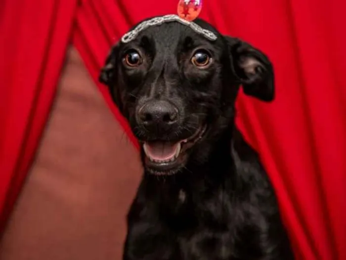 Cachorro ra a Srd  idade 7 a 11 meses nome Bobby lindo bebê 