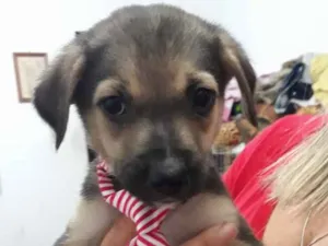 Cachorro raça Srd idade Abaixo de 2 meses nome Caio Otávio bebê 