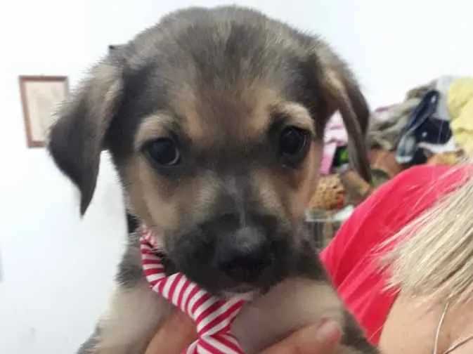 Cachorro ra a Srd idade Abaixo de 2 meses nome Caio Otávio bebê 