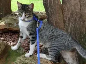 Gato raça SRD idade 7 a 11 meses nome Lano