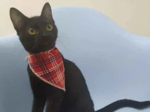 Gato raça SRD idade 2 a 6 meses nome Khadija