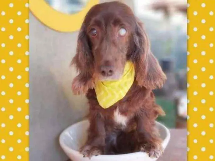 Cachorro ra a srd idade 6 ou mais anos nome Tirsa