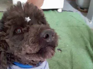 Cachorro raça Srd idade 2 anos nome Boo
