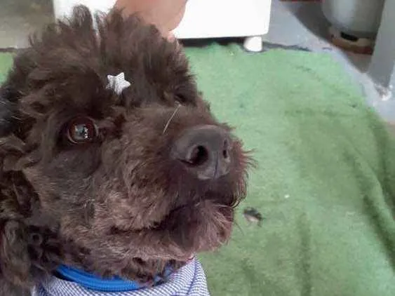 Cachorro ra a Srd idade 2 anos nome Boo