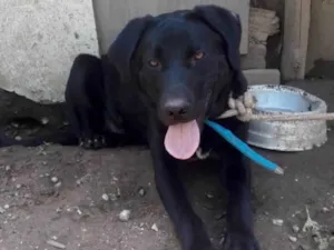Cachorro raça Mix labrador idade 1 ano nome Marley 