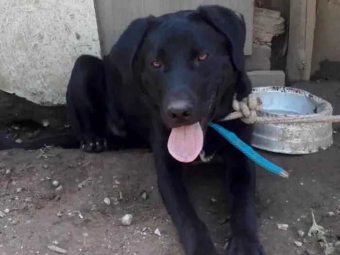 Cachorro ra a Mix labrador idade 1 ano nome Marley 