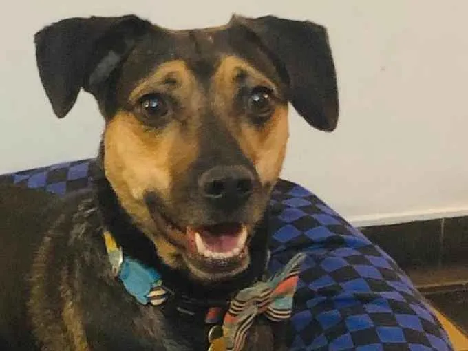 Cachorro ra a SRD idade 3 anos nome Neno