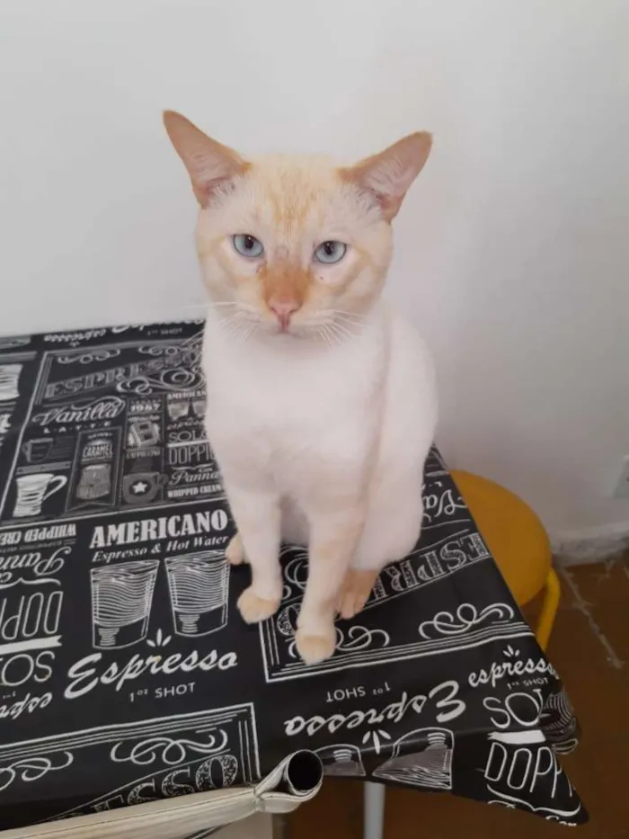 Gato ra a SRD idade 3 anos nome Batata