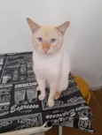 Batata