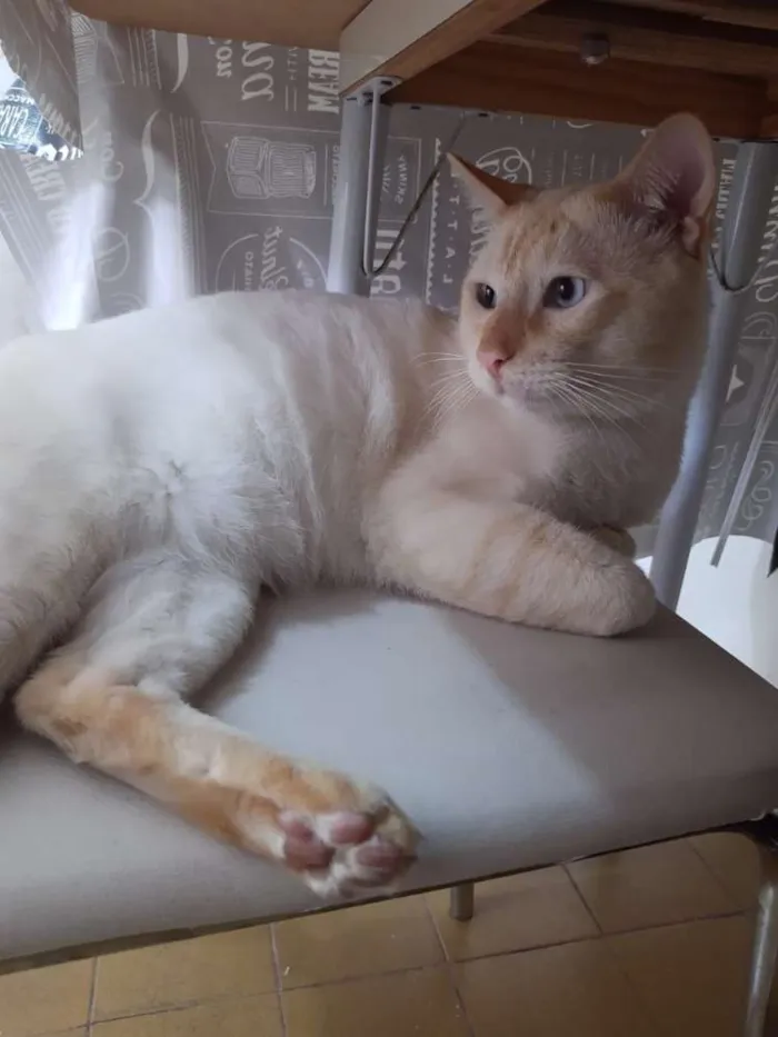 Gato ra a SRD idade 3 anos nome Batata