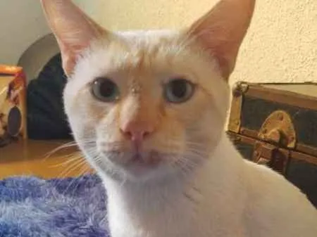 Gato ra a SRD idade 3 anos nome Batata
