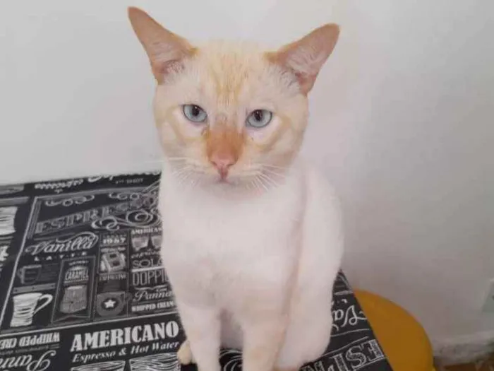 Gato ra a SRD idade 3 anos nome Batata