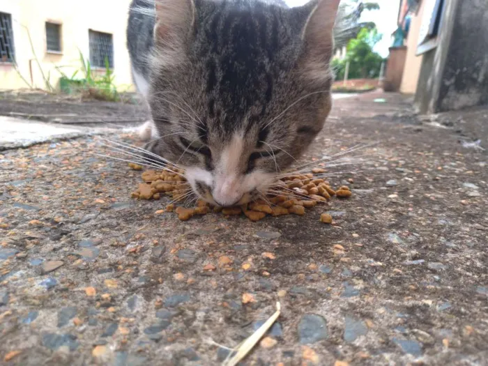 Gato ra a SRD idade 7 a 11 meses nome Clarêncio