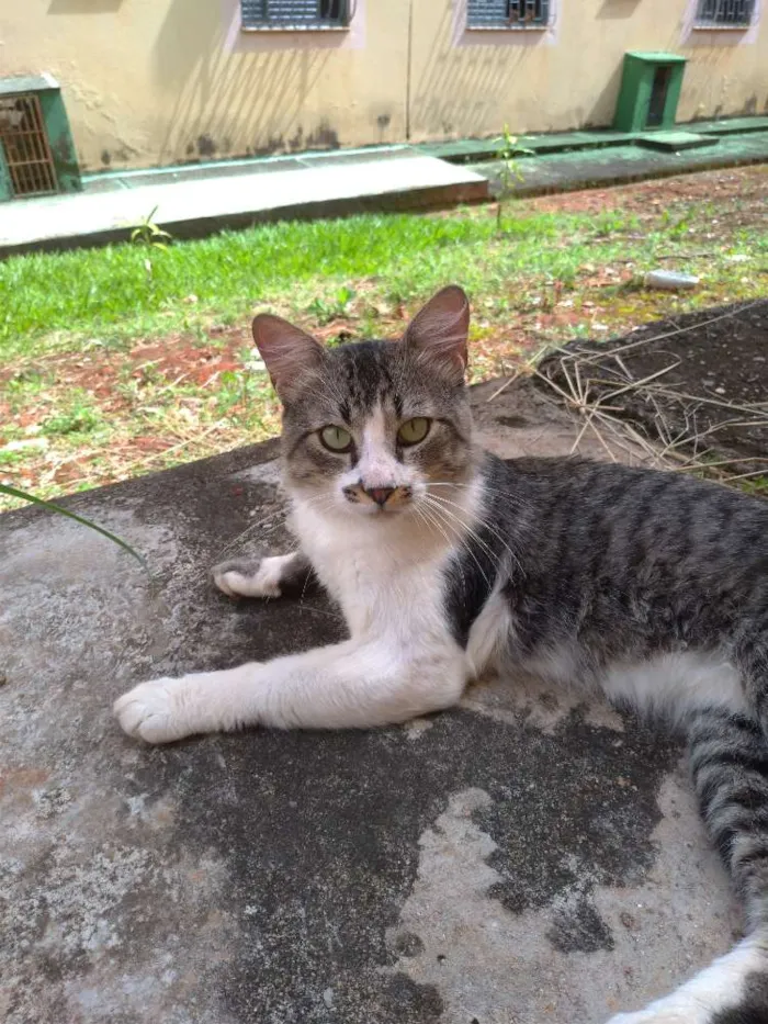 Gato ra a SRD idade 7 a 11 meses nome Clarêncio