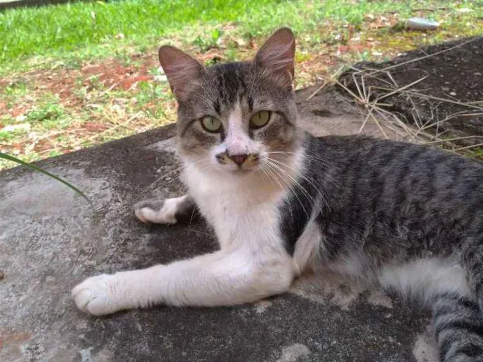 Gato ra a SRD idade 7 a 11 meses nome Clarêncio