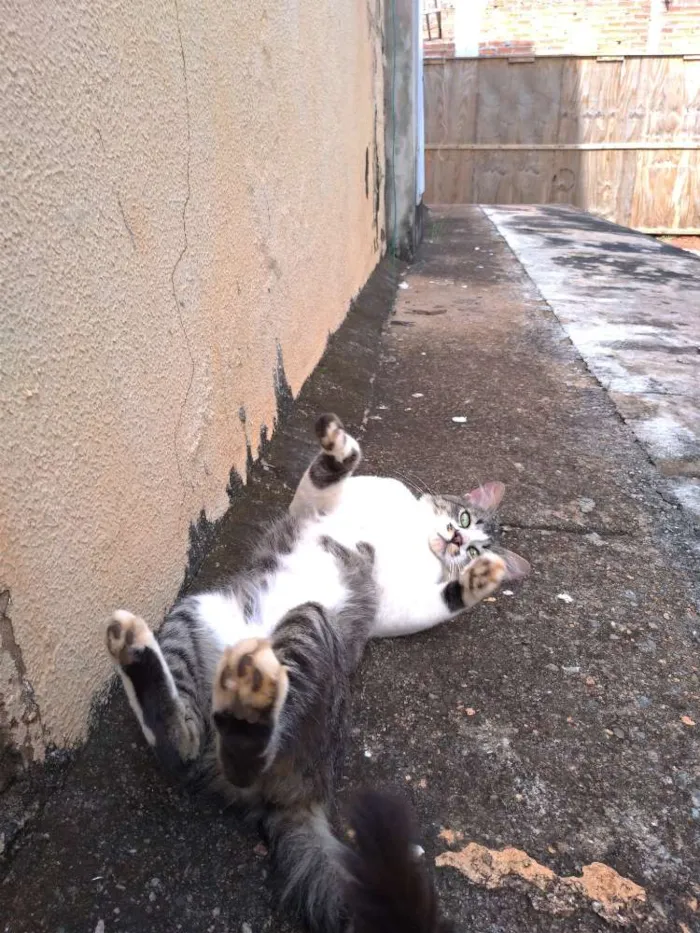 Gato ra a SRD idade 7 a 11 meses nome Clarêncio