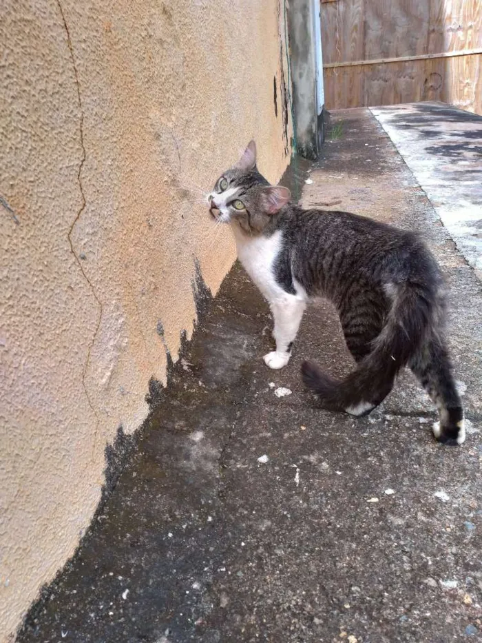 Gato ra a SRD idade 7 a 11 meses nome Clarêncio