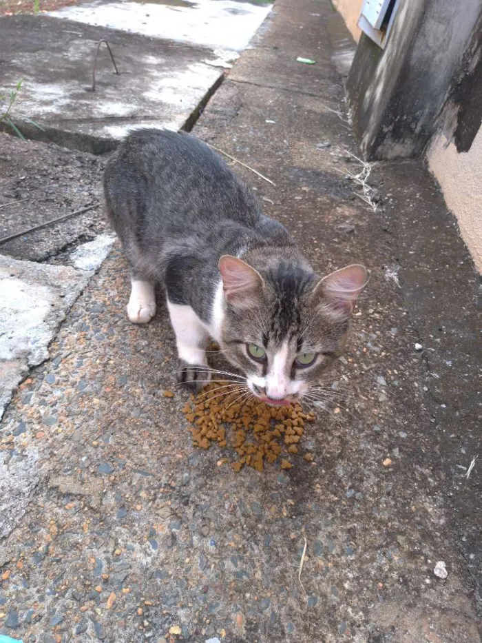 Gato ra a SRD idade 7 a 11 meses nome Clarêncio