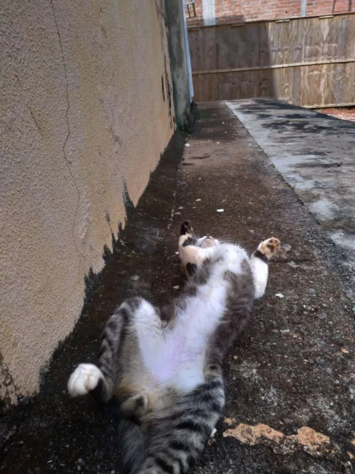 Gato ra a SRD idade 7 a 11 meses nome Clarêncio