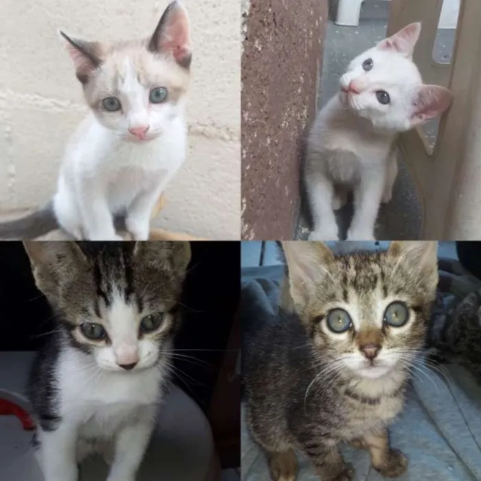 Gato ra a SRD idade 2 a 6 meses nome FILHOTES