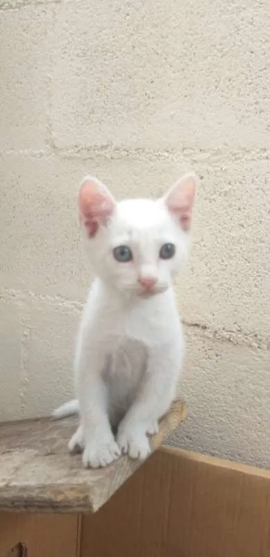 Gato ra a SRD idade 2 a 6 meses nome FILHOTES