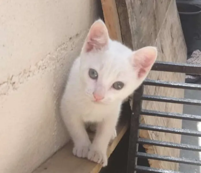 Gato ra a SRD idade 2 a 6 meses nome FILHOTES