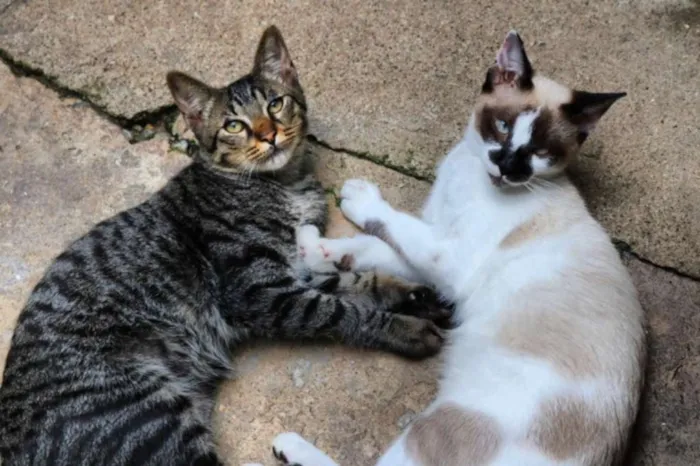 Gato ra a srd idade 2 a 6 meses nome Tigrinho e Pintado