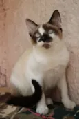 Tigrinho e Pintado