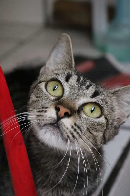 Gato ra a srd idade 7 a 11 meses nome Nala