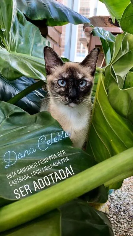 Gato ra a srd idade 7 a 11 meses nome Celeste