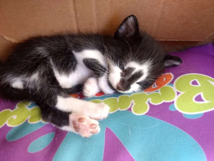 Gato ra a Sem raça idade Abaixo de 2 meses nome Frajola