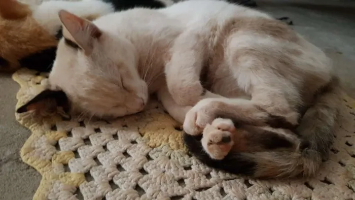 Gato ra a Vira lata idade 2 a 6 meses nome Yuki ,doce e mike