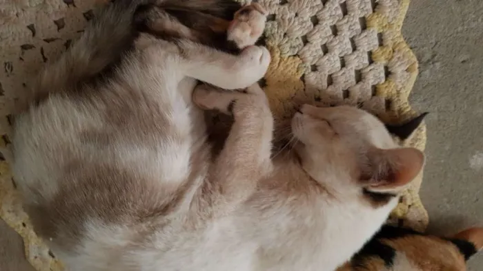 Gato ra a Vira lata idade 2 a 6 meses nome Yuki ,doce e mike